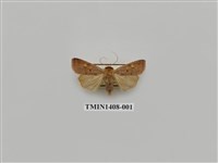 藏品(夜蛾科)的圖片